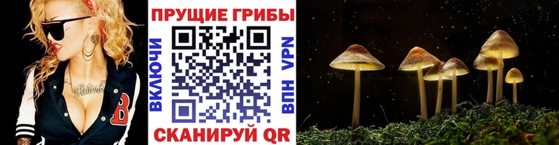 Псилоцибиновые грибы Psilocybine cubensis  Купить закладки  Камышлов 